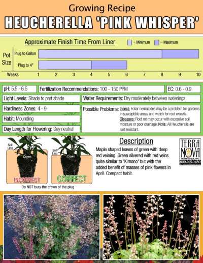 Heucherella 'Pink Whisper' - Growing Recipe