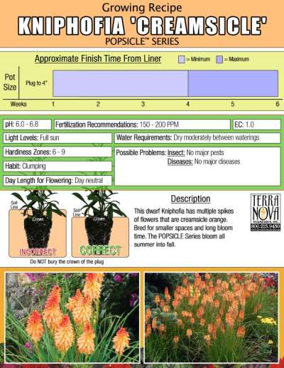 Kniphofia 'Creamsicle' - Growing Recipe