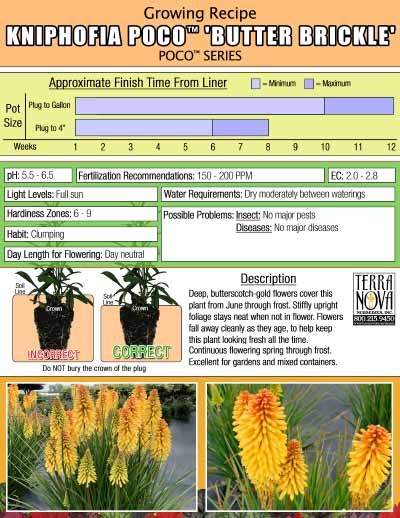 Kniphofia POCO™ 'Butter Brickle' - Growing Recipe