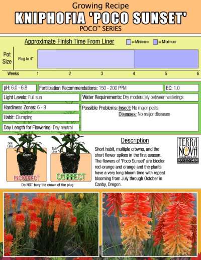 Kniphofia POCO™ 'Sunset' - Growing Recipe