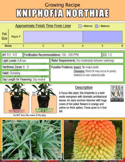 Kniphofia northiae - Growing Recipe