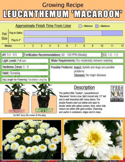 Leucanthemum 'Macaroon' - Growing Recipe