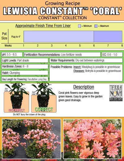 Lewisia CONSTANT™ 'Coral' - Growing Recipe