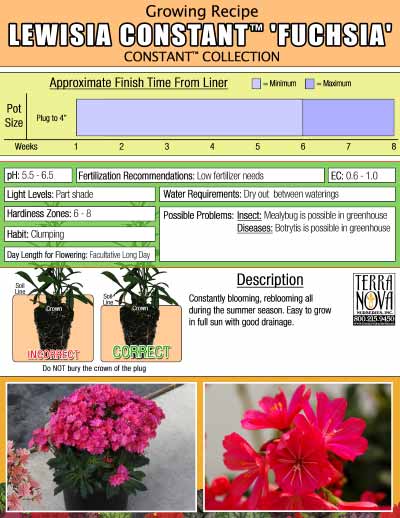 Lewisia CONSTANT™ 'Fuchsia' - Growing Recipe