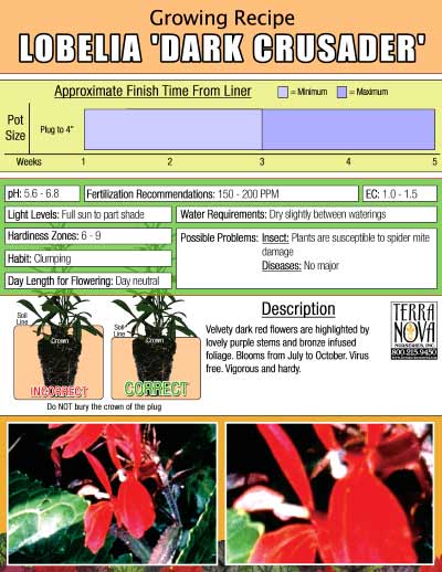 Lobelia 'Dark Crusader' - Growing Recipe