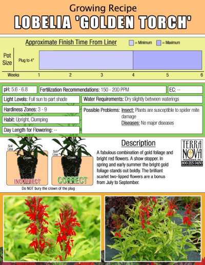 Lobelia 'Golden Torch' - Growing Recipe