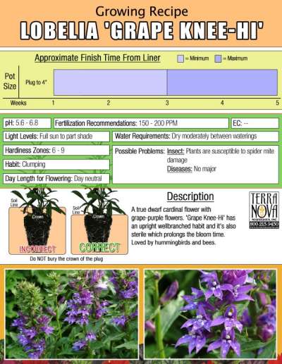 Lobelia 'Grape Knee-Hi' - Growing Recipe