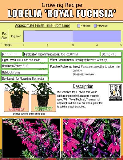 Lobelia 'Royal Fuchsia' - Growing Recipe