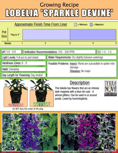 Lobelia 'Sparkle DeVine' - Growing Recipe