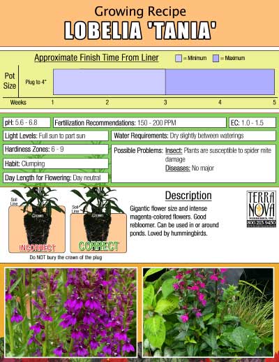 Lobelia 'Tania' - Growing Recipe