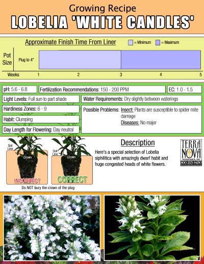 Lobelia 'White Candles' - Growing Recipe