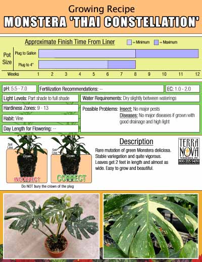 Monstera Thai Constellation - Growing Recipe