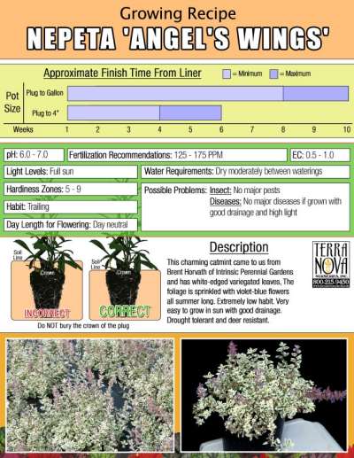 Nepeta 'Angel's Wings' - Growing Recipe