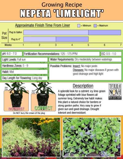 Nepeta 'Limelight' - Growing Recipe