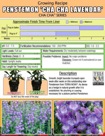 Penstemon CHA CHA™ 'Lavender' - Growing Recipe