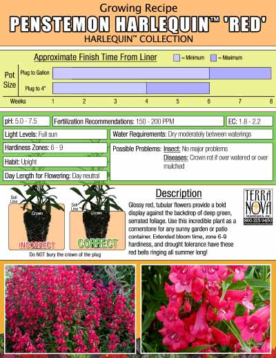 Penstemon HARLEQUIN™ 'Red' - Growing Recipe