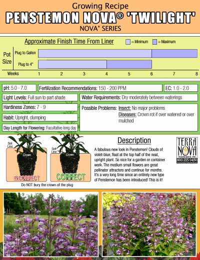 Penstemon NOVA® 'Twilight' - Growing Recipe