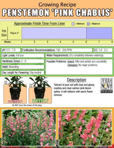 Penstemon 'Pink Chablis' - Growing Recipe