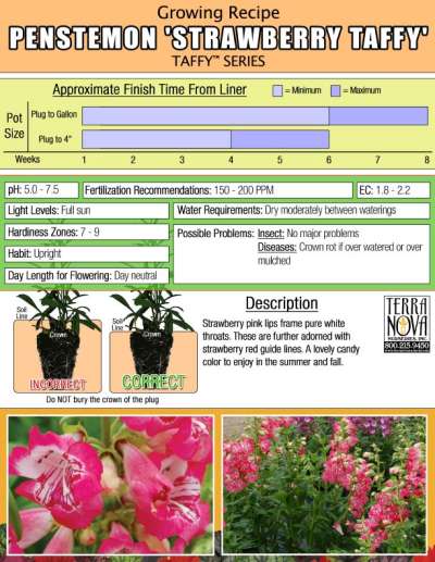 Penstemon 'Strawberry Taffy' - Growing Recipe