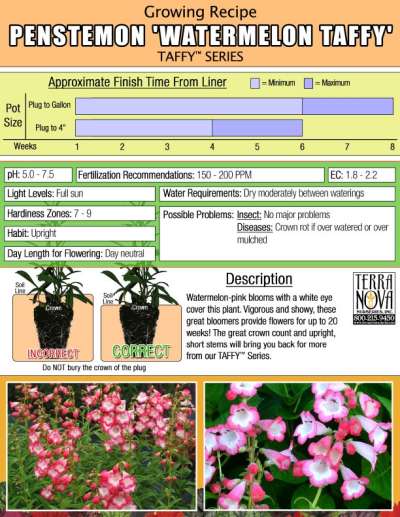 Penstemon 'Watermelon Taffy' - Growing Recipe