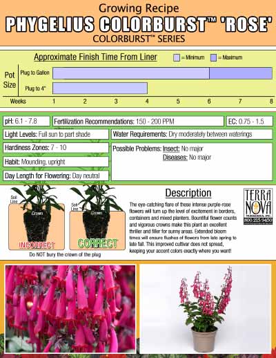 Phygelius COLORBURST™ 'Rose' - Growing Recipe