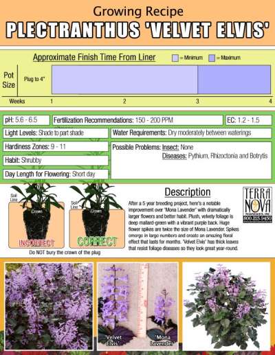 Plectranthus 'Velvet Elvis' - Growing Recipe