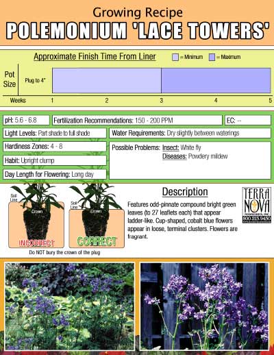 Polemonium 'Lace Towers' - Growing Recipe