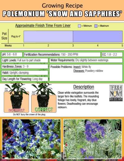 Polemonium 'Snow and Sapphires' - Growing Recipe