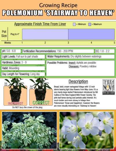 Polemonium 'Stairway to Heaven' - Growing Recipe