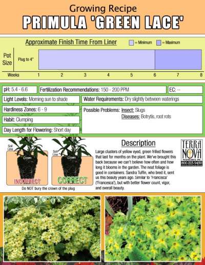 Primula 'Green Lace' - Growing Recipe