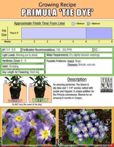 Primula 'Tie Dye' - Growing Recipe