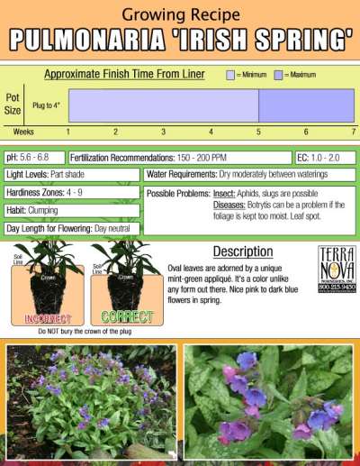 Pulmonaria 'Irish Spring' - Growing Recipe