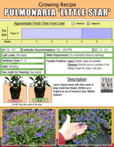 Pulmonaria 'Little Star' - Growing Recipe