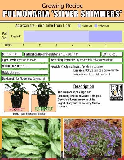 Pulmonaria 'Silver Shimmers' - Growing Recipe