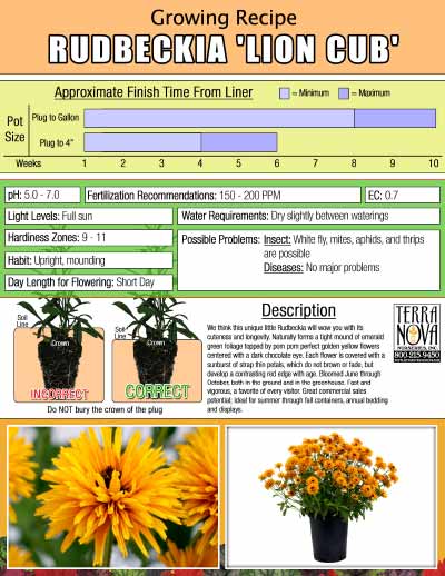 Rudbeckia 'Lion Cub' - Growing Recipe