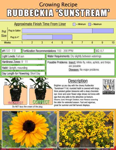 Rudbeckia 'Sunstream' - Growing Recipe