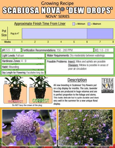 Scabiosa NOVA® 'Dew Drops' - Growing Recipe