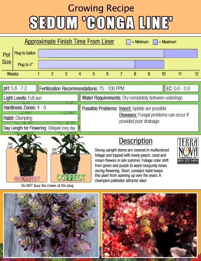 Sedum 'Conga Line' - Growing Recipe