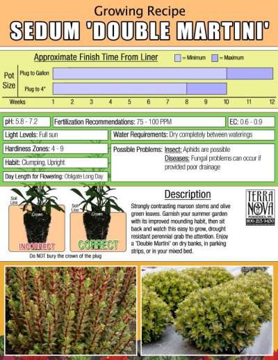 Sedum 'Double Martini' - Growing Recipe