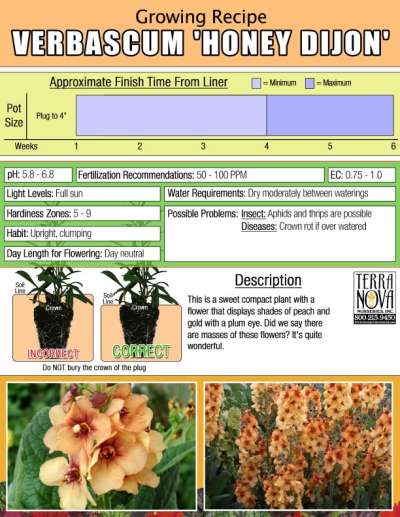 Verbascum 'Honey Dijon' - Growing Recipe