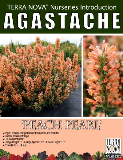 Agastache 'Peach Pearl' - Product Profile