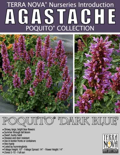 Agastache POQUITO® 'Dark Blue' - Product Profile