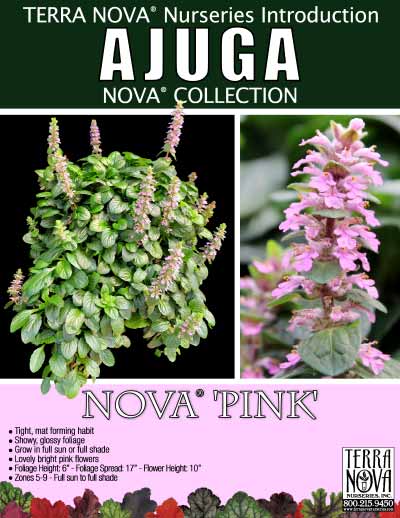 Ajuga NOVA® 'Pink' - Product Profile