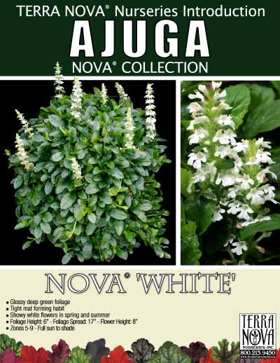 Ajuga NOVA® 'White' - Product Profile