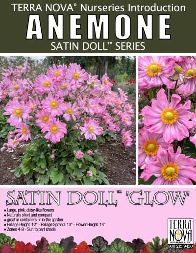 Anemone SATIN DOLL™ 'Glow' - Product Profile