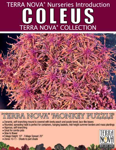 Coleus TERRA NOVA® 'Monkey Puzzle' - Product Profile