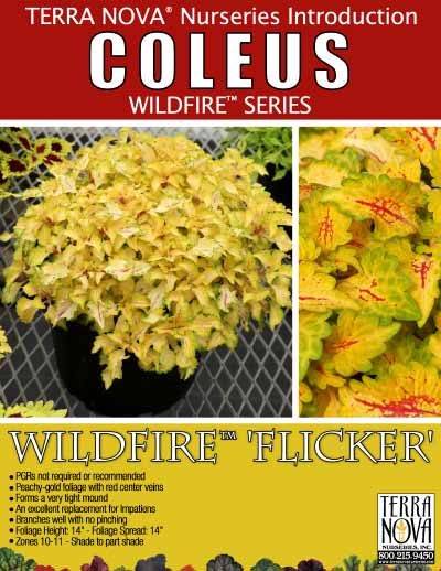 Coleus WILDFIRE™ 'Flicker' - Product Profile