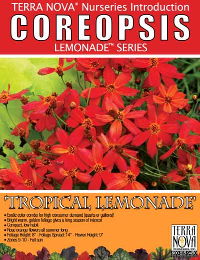 Coreopsis 'Tropical Lemonade' - Product Profile