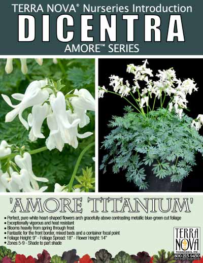 Dicentra 'Amore Titanium' - Product Profile