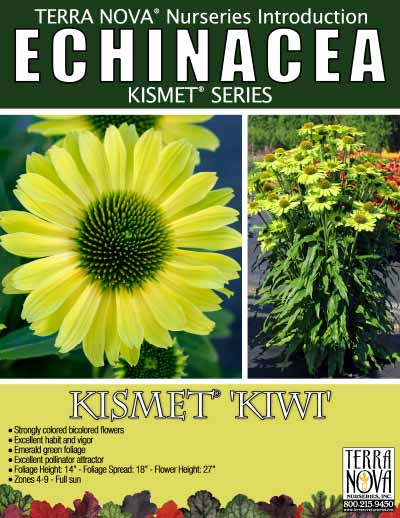 Echinacea KISMET® 'Kiwi' - Product Profile